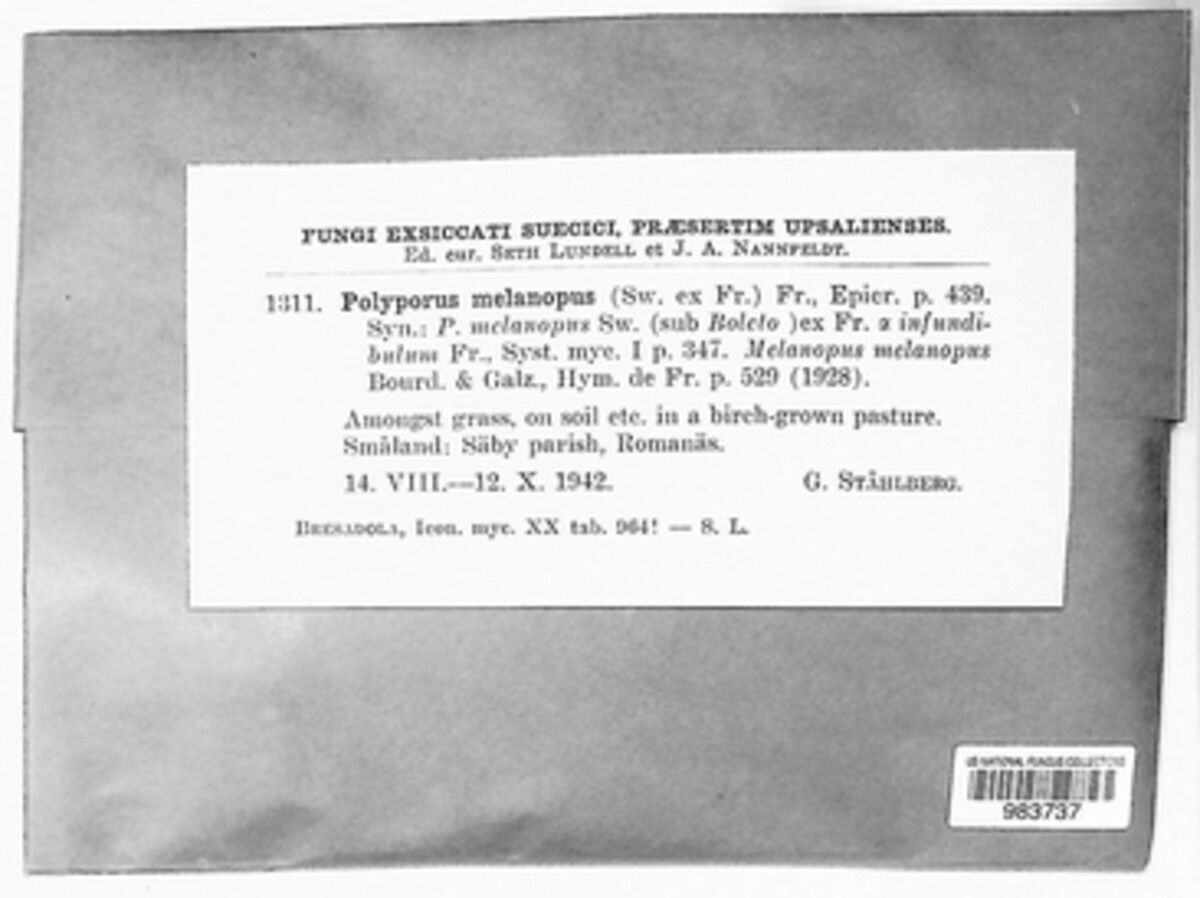Polyporus melanopus image